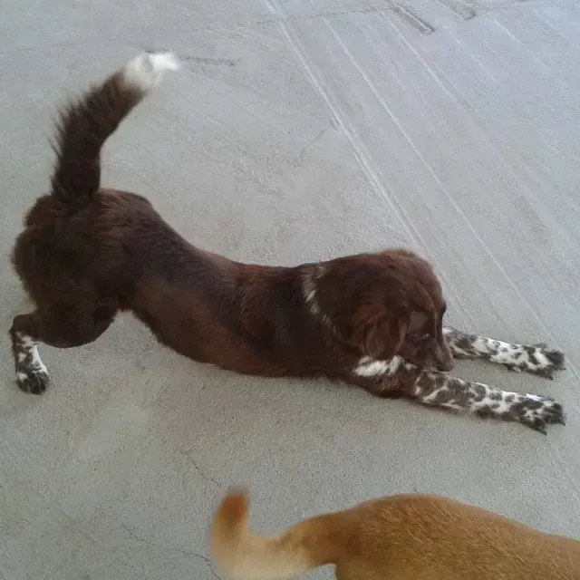 Servicios de GDOG.Trainerpro