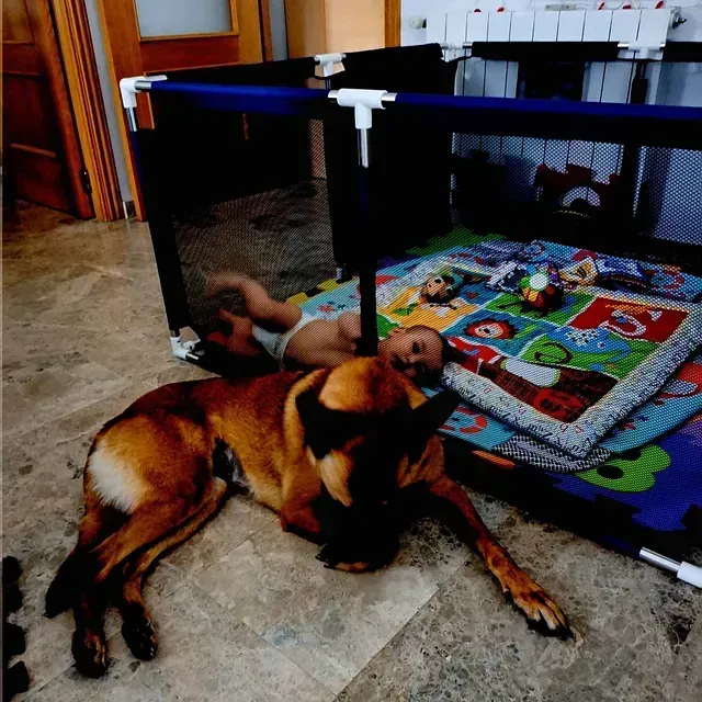 Servicios de GDOG.Trainerpro