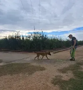 Servicios de GDOG.Trainerpro