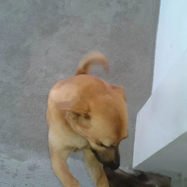 Servicios de GDOG.Trainerpro