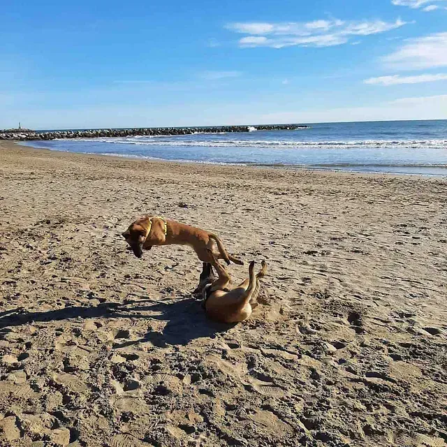 Servicios de GDOG.Trainerpro