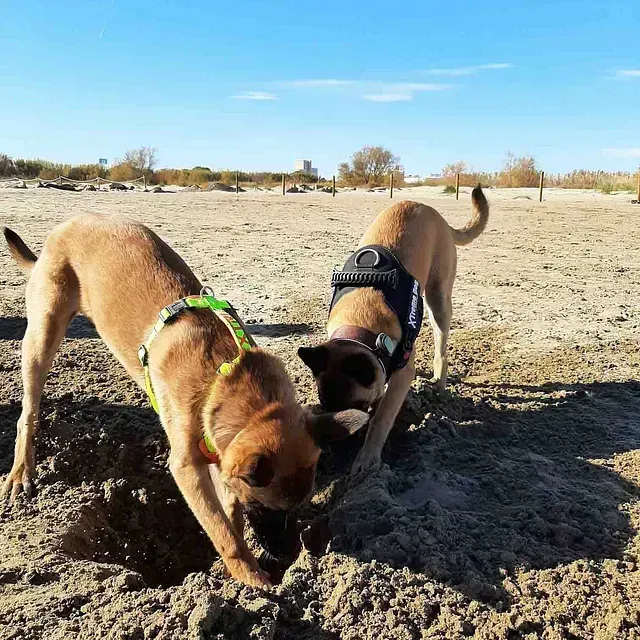 Servicios de GDOG.Trainerpro