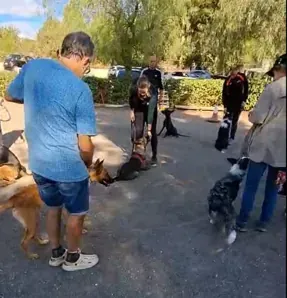 Servicios de GDOG.Trainerpro