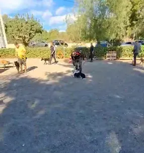 Servicios de GDOG.Trainerpro