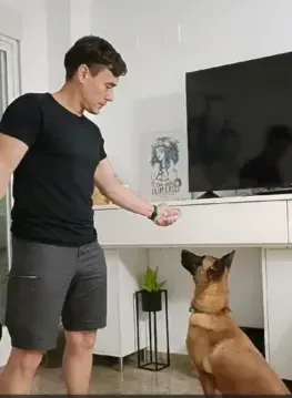 Servicios de GDOG.Trainerpro