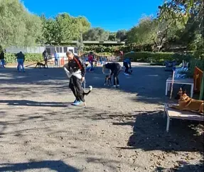 Servicios de GDOG.Trainerpro