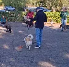 Servicios de GDOG.Trainerpro