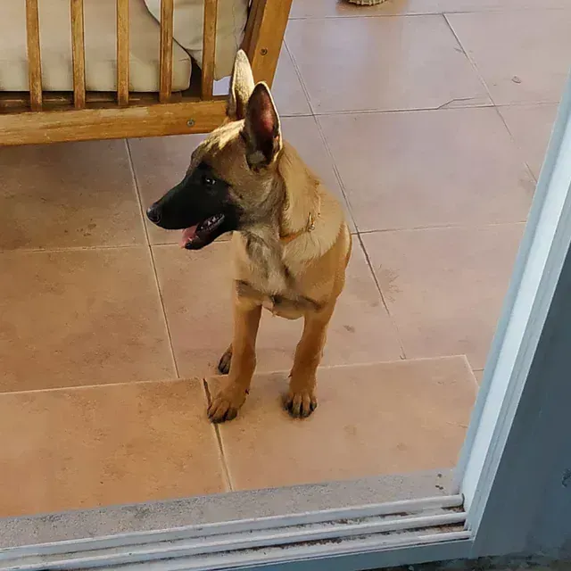 Servicios de GDOG.Trainerpro