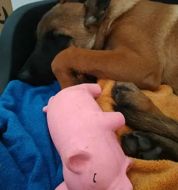 Servicios de GDOG.Trainerpro