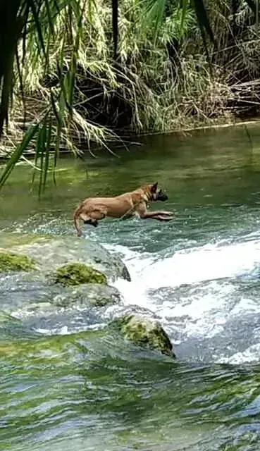 Servicios de GDOG.Trainerpro