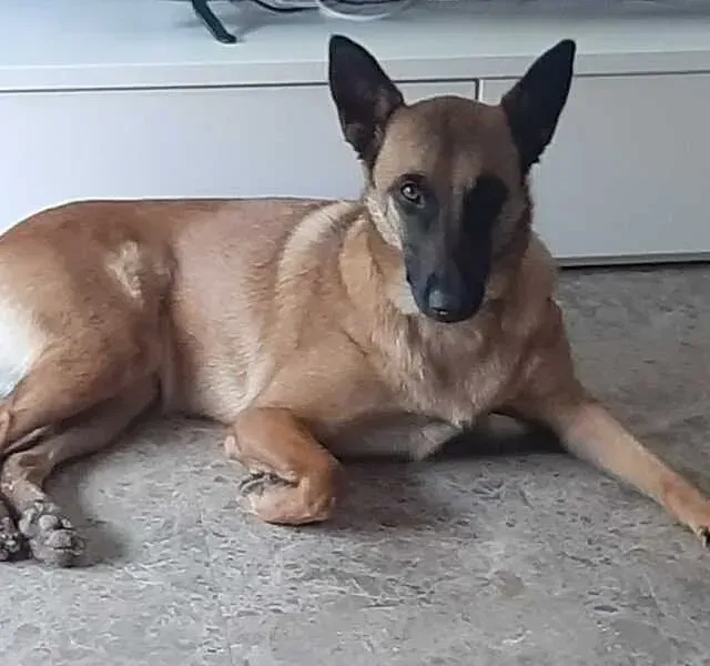 Servicios de GDOG.Trainerpro