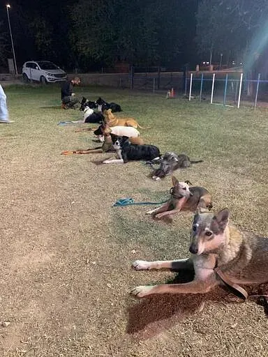 Servicios de GDOG.Trainerpro