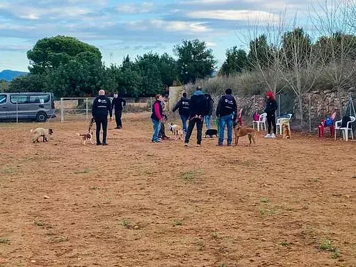 Servicios de GDOG.Trainerpro