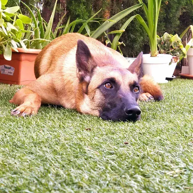 Servicios de GDOG.Trainerpro