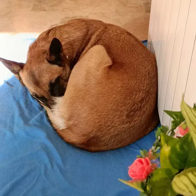 Servicios de GDOG.Trainerpro