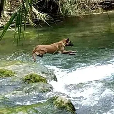 Servicios de GDOG.Trainerpro