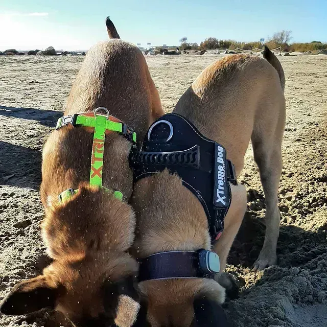 Servicios de GDOG.Trainerpro