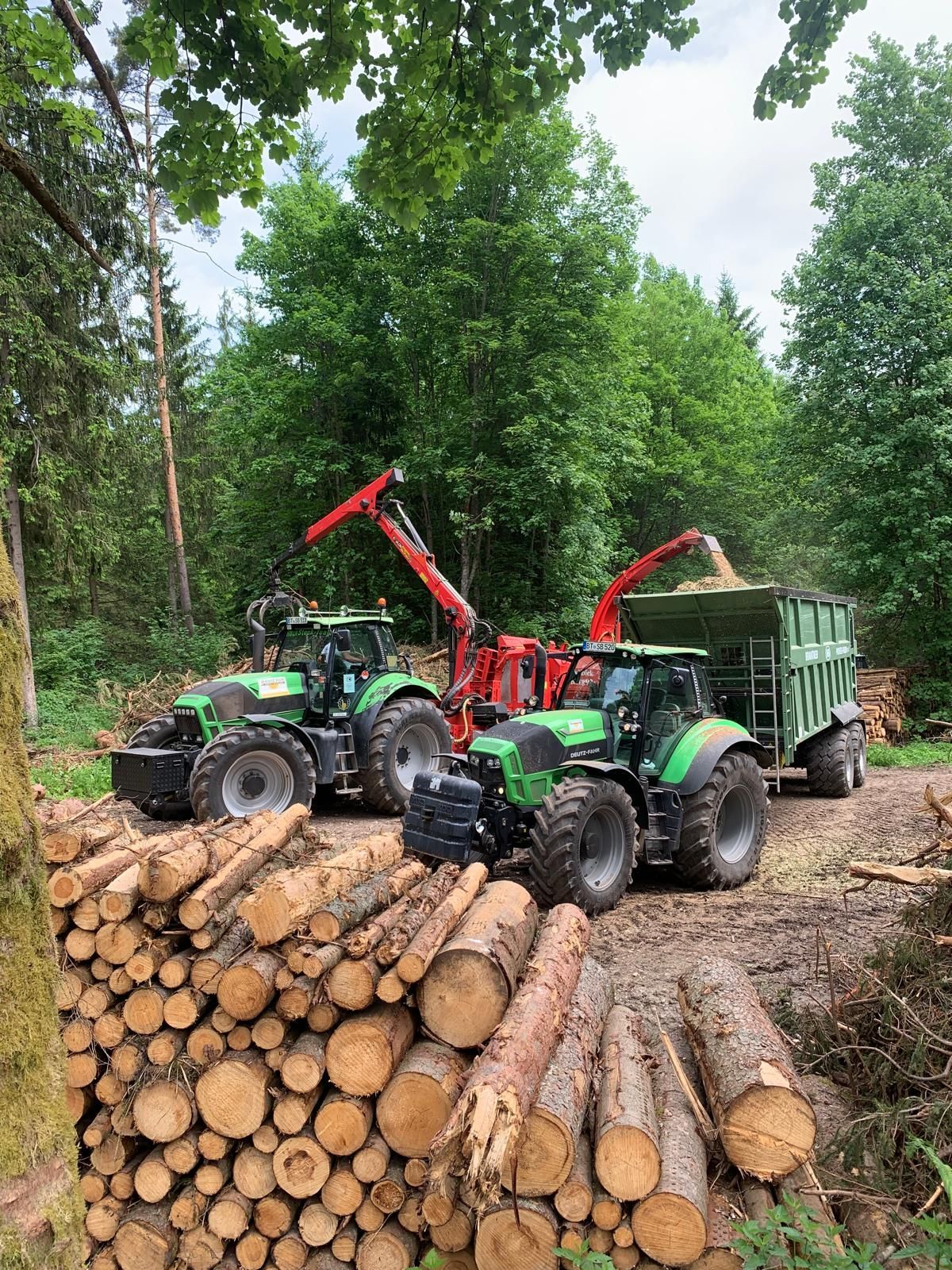 Holzernte mit Greifer zwischen Bäumen