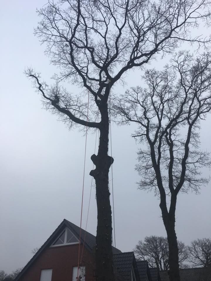 Obstbaum