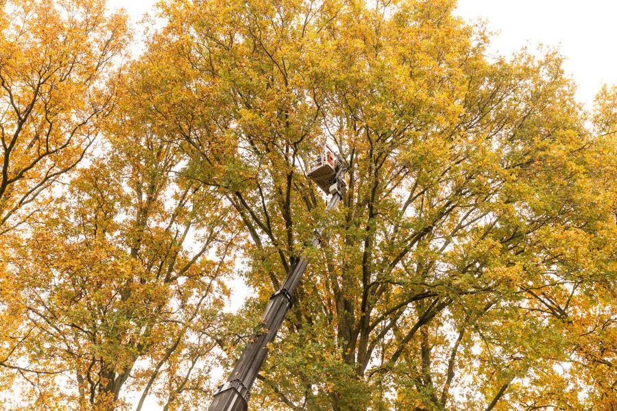 BGS Steffen Baier | Baumpflege