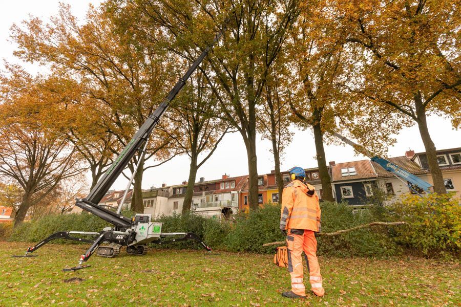 BGS Steffen Baier | Baumpflege