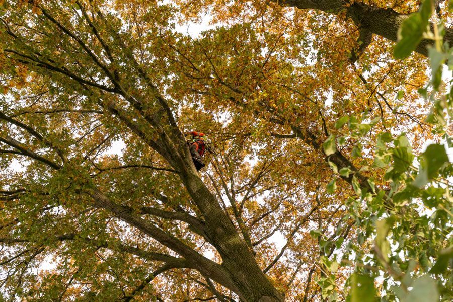 BGS Steffen Baier | Baumpflege