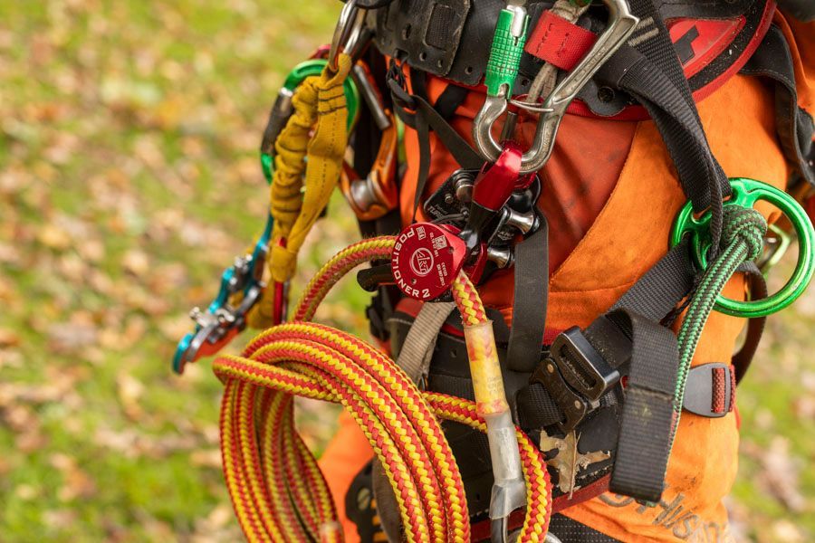 BGS Steffen Baier | Baumpflege