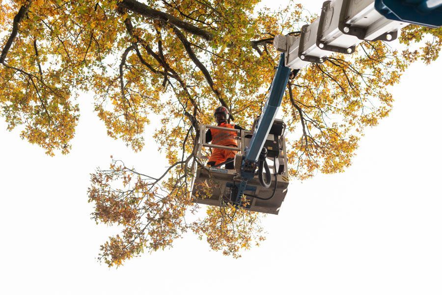 BGS Steffen Baier | Baumpflege