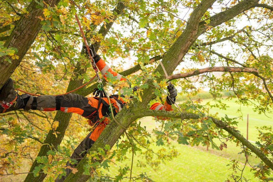 BGS Steffen Baier | Baumpflege