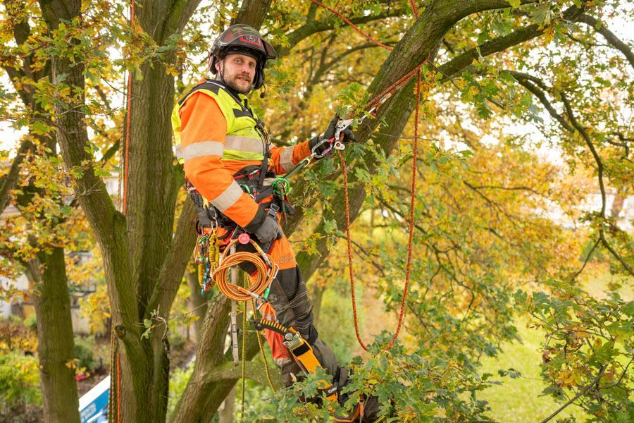 BGS Steffen Baier | Baumpflege