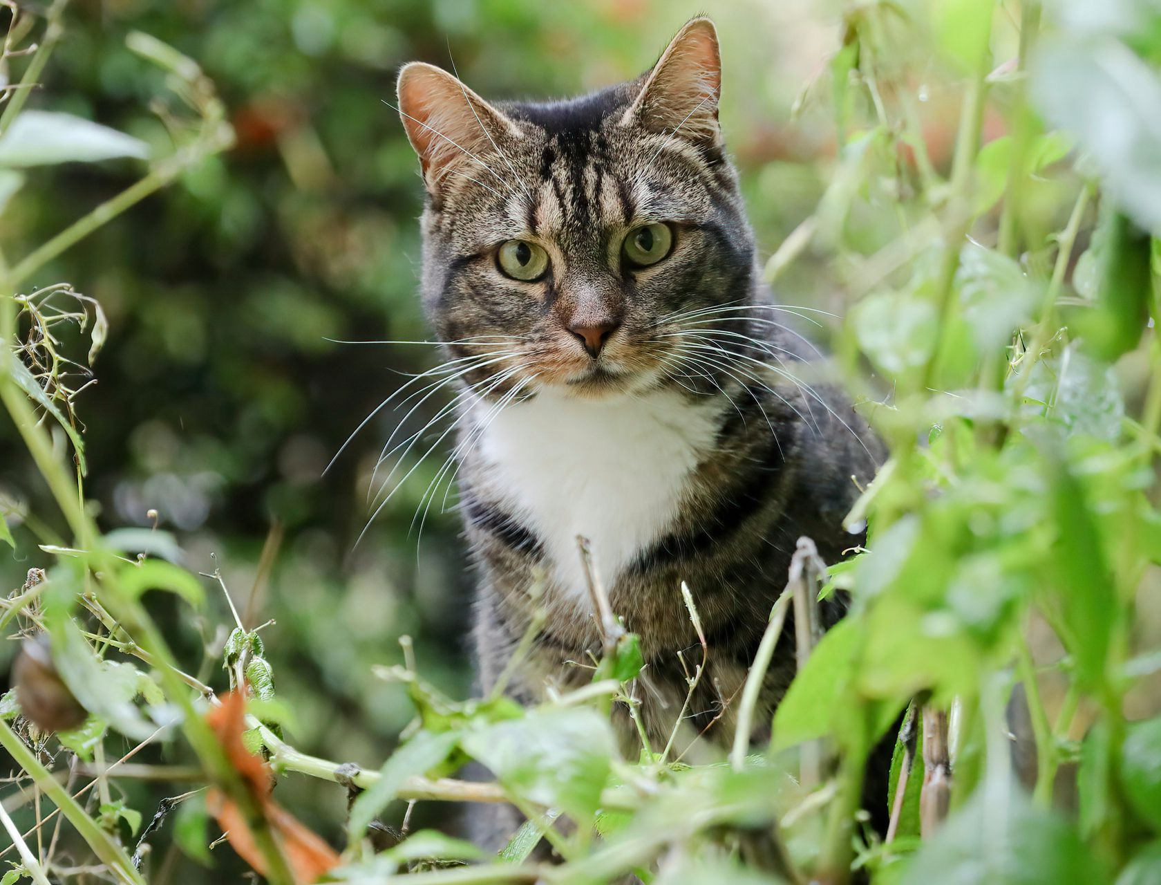 Un chat gris et blanc dans un jardin