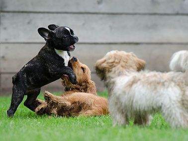 Un groupe de chiots joue dans l'herbe.