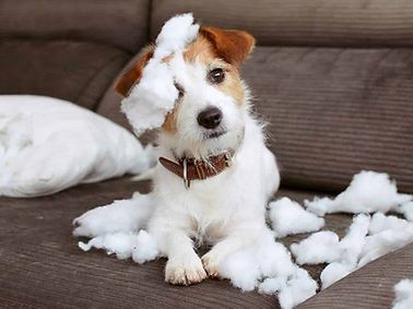 Un petit chien est allongé sur un canapé avec des oreillers déchiquetés.