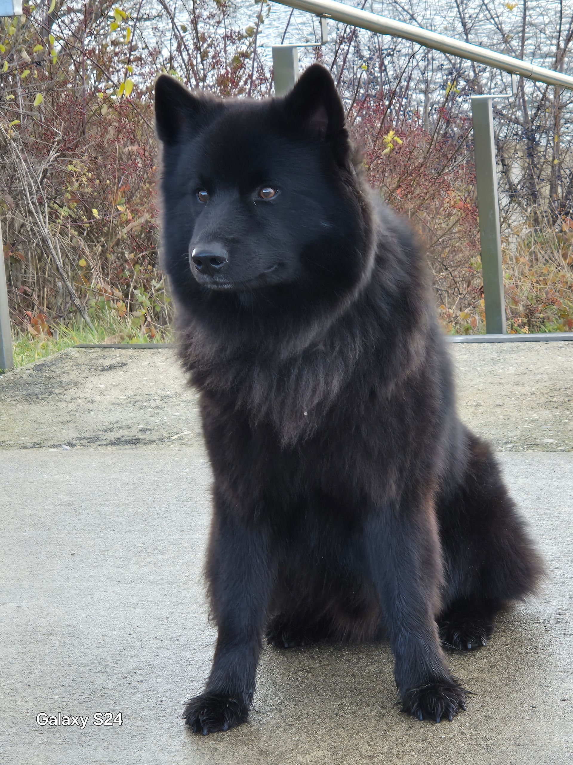 Un chien noir est assis sur un trottoir et regarde la caméra