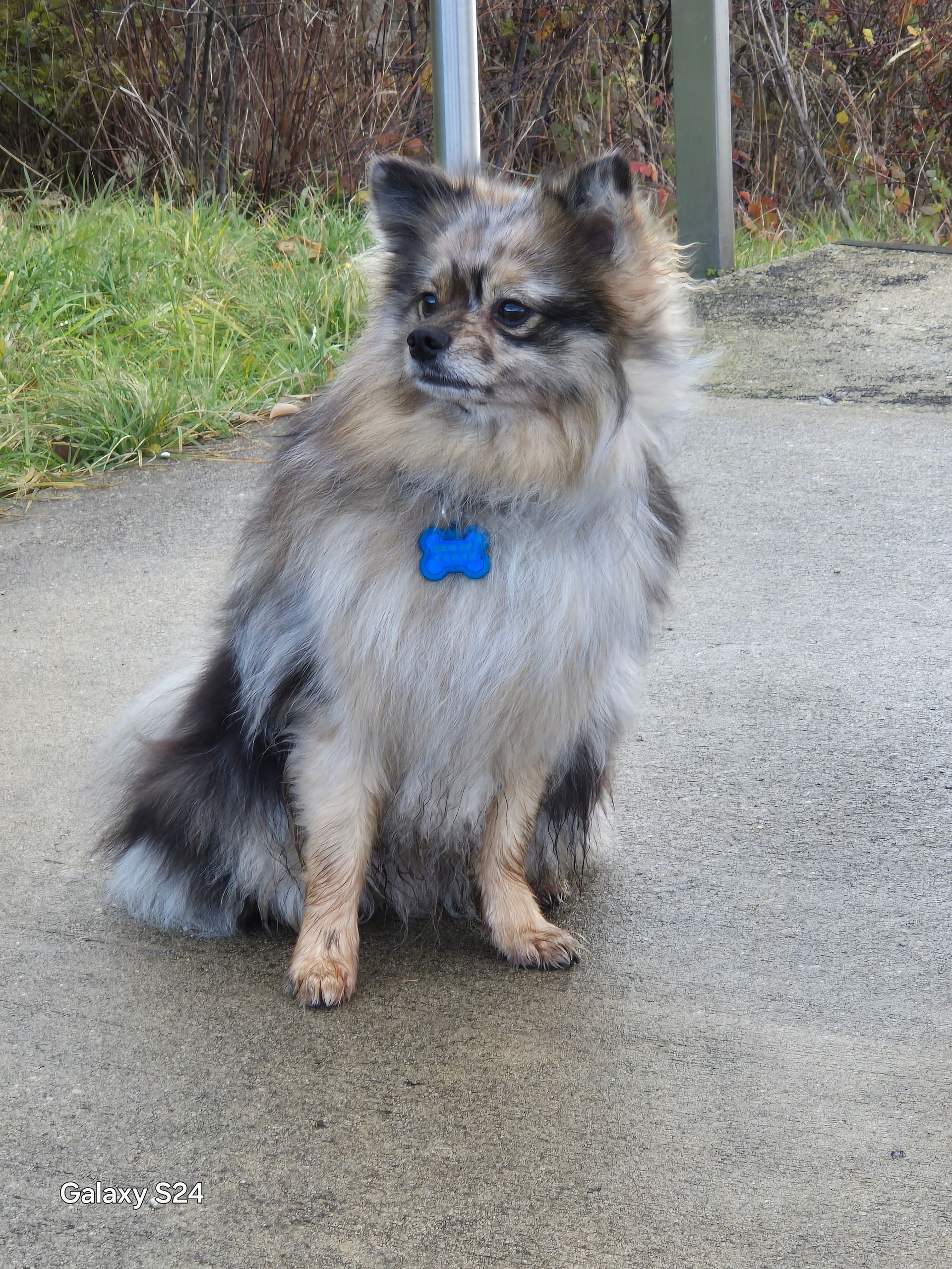 Un petit chien avec une étiquette bleue sur le cou est assis sur le trottoir.