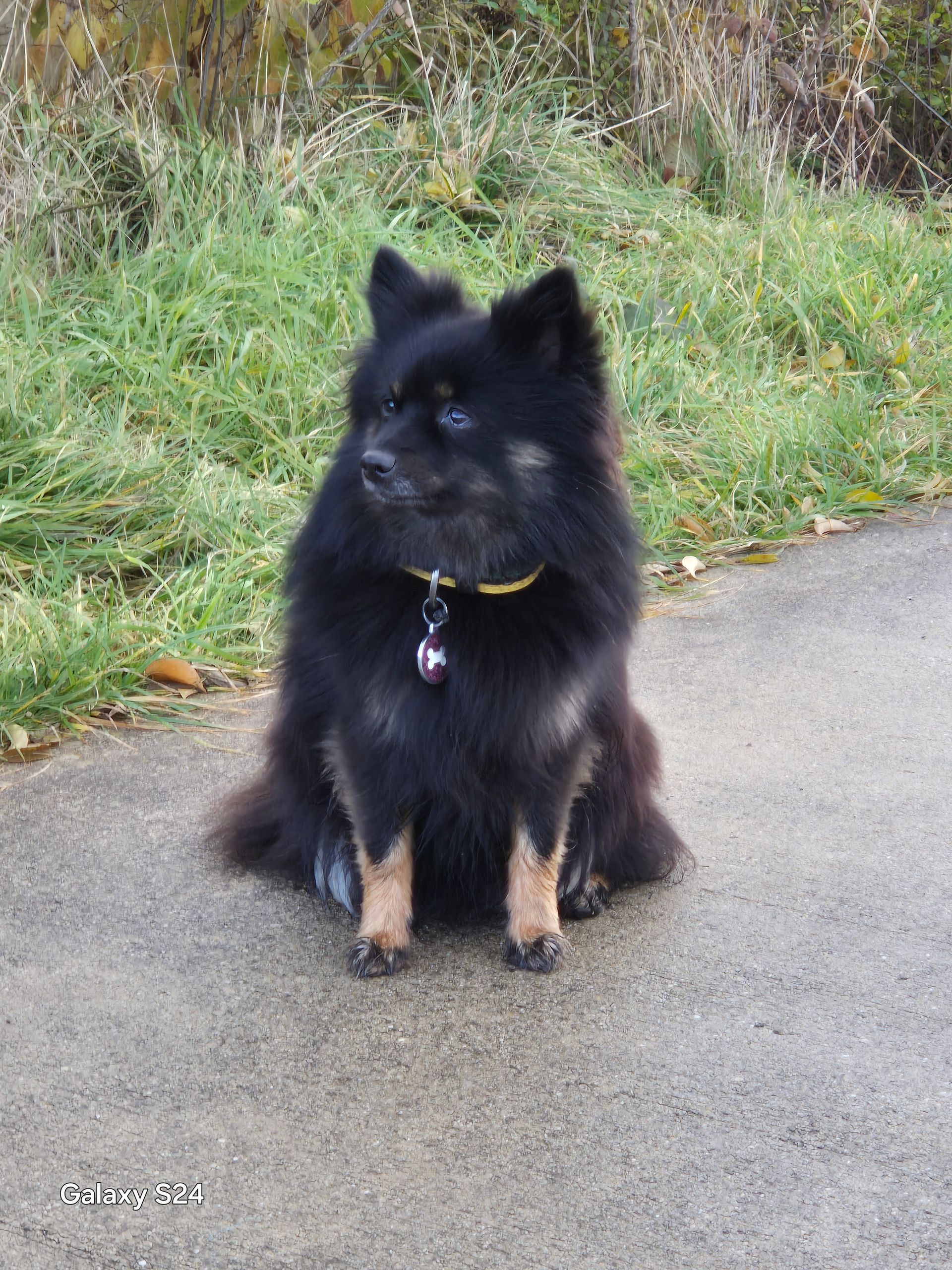 Un petit chien noir est assis sur le bord d'une route.
