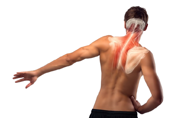 Muscle de la nuque et du haut du dos