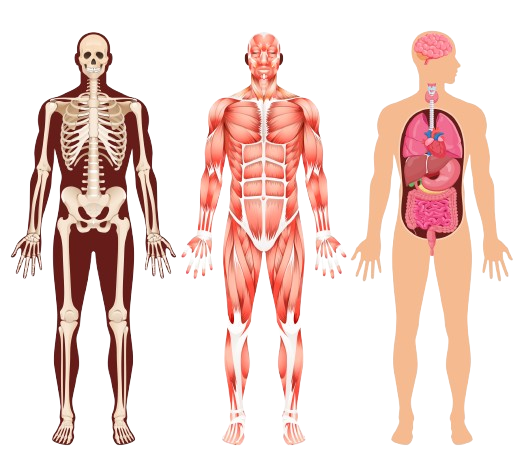 Corps, squelette, organes et muscles