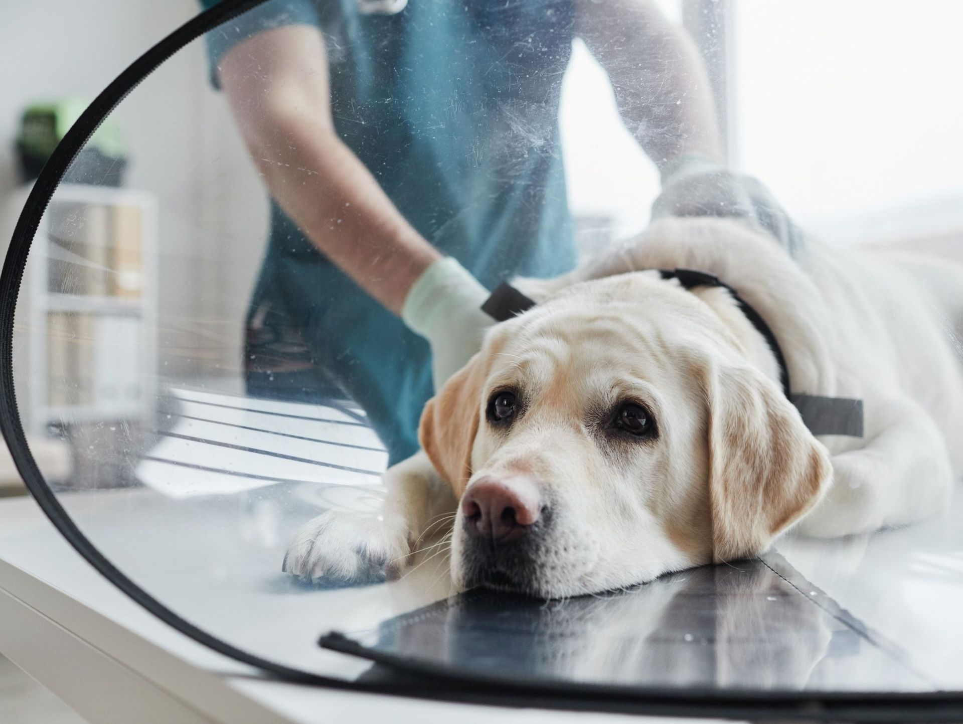 Un perro está acostado sobre una mesa con un cono alrededor de su cabeza.
