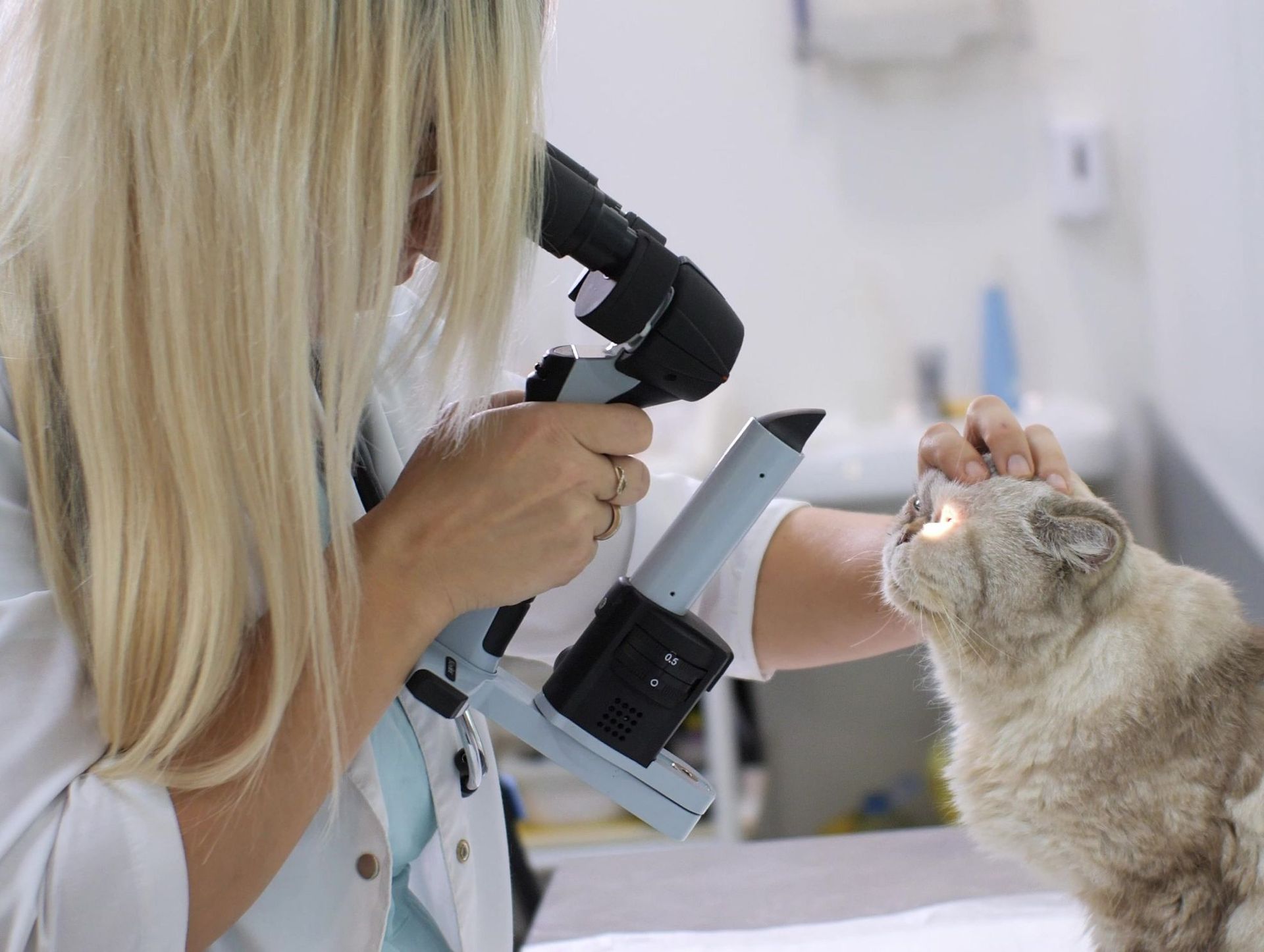 Una veterinaria está examinando el ojo de un gato con un microscopio.
