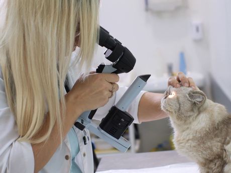 Una veterinaria está examinando el ojo de un gato con un microscopio.