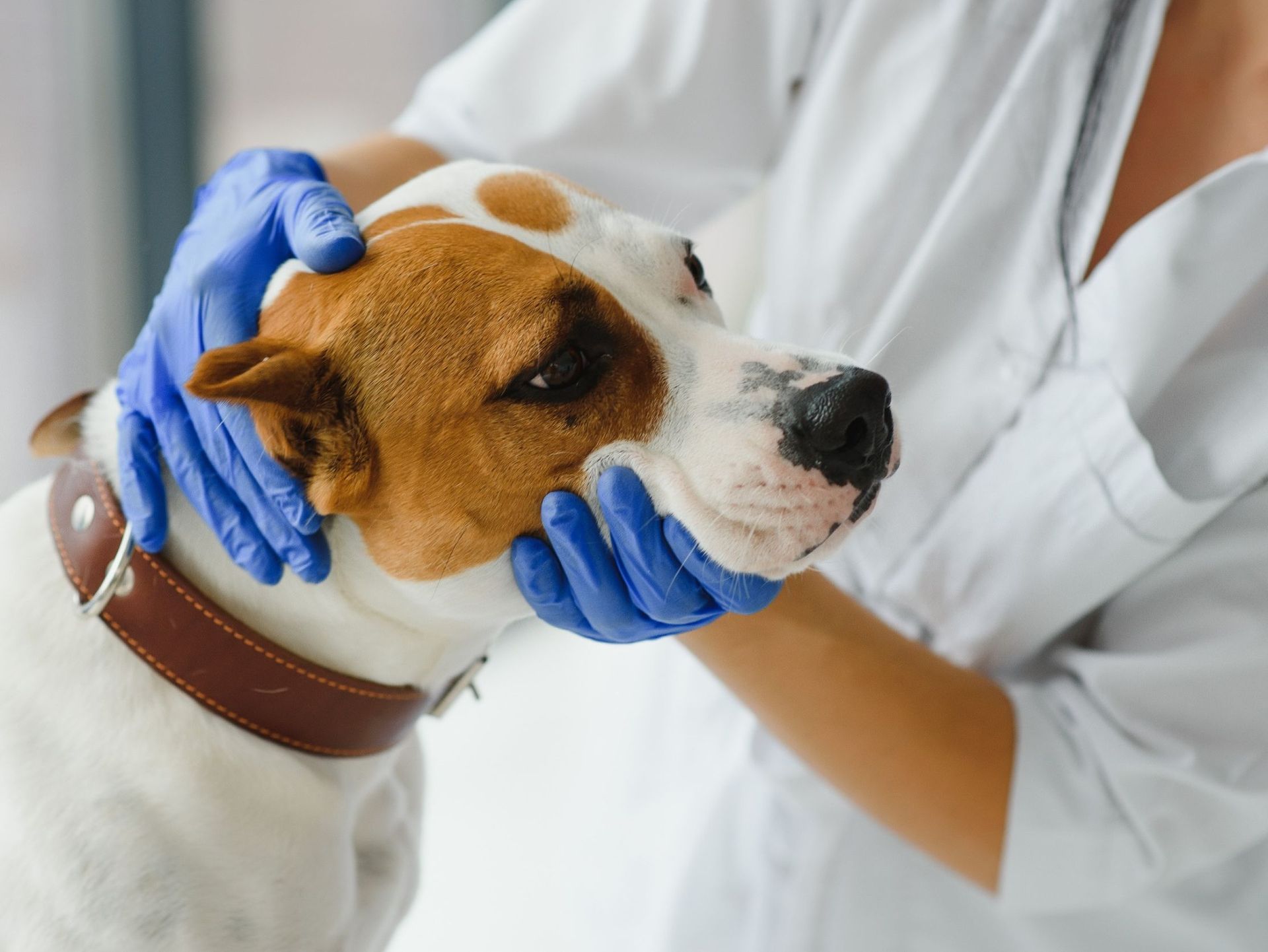 Un veterinario examina la cara de un perro con guantes azules.