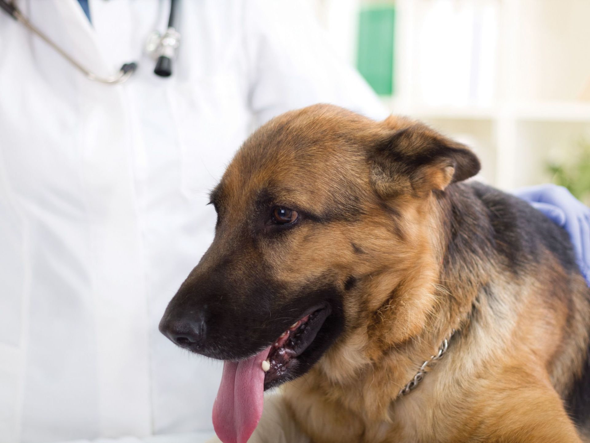 Un perro pastor alemán está siendo examinado por un veterinario.