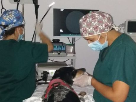 Un hombre sostiene un pequeño perro negro sobre una mesa.