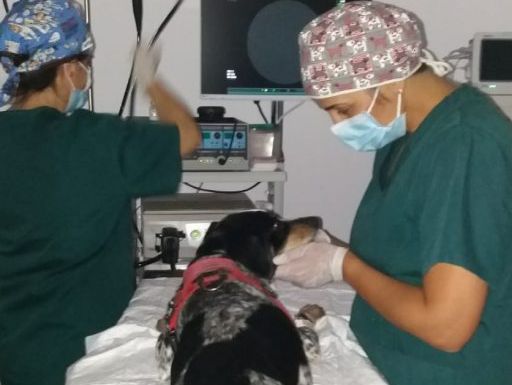 Un perro está siendo operado por dos médicos