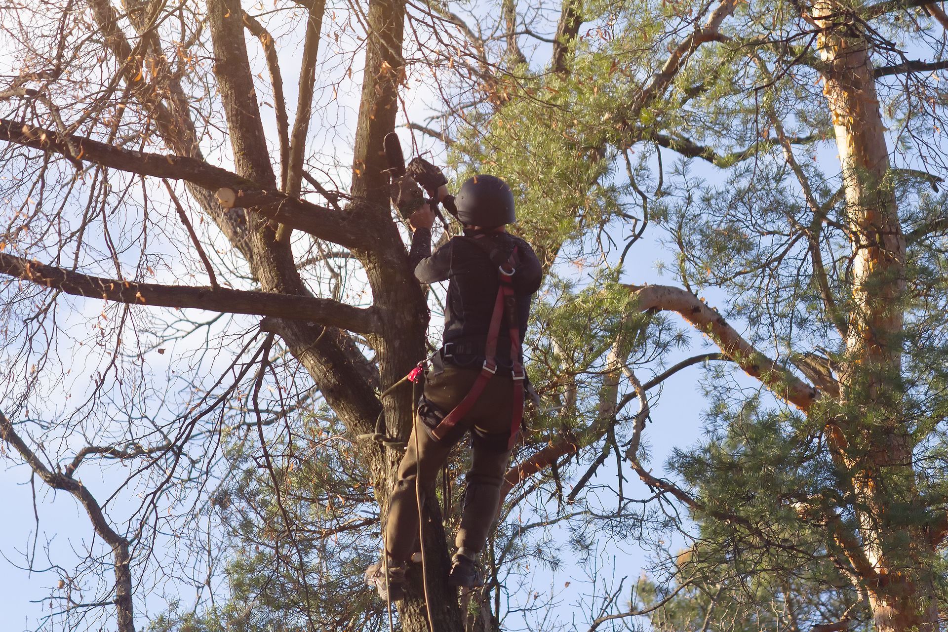 Arboriste dans un arbre, taillant des branches avec une tronçonneuse, portant un harnais de sécurité.