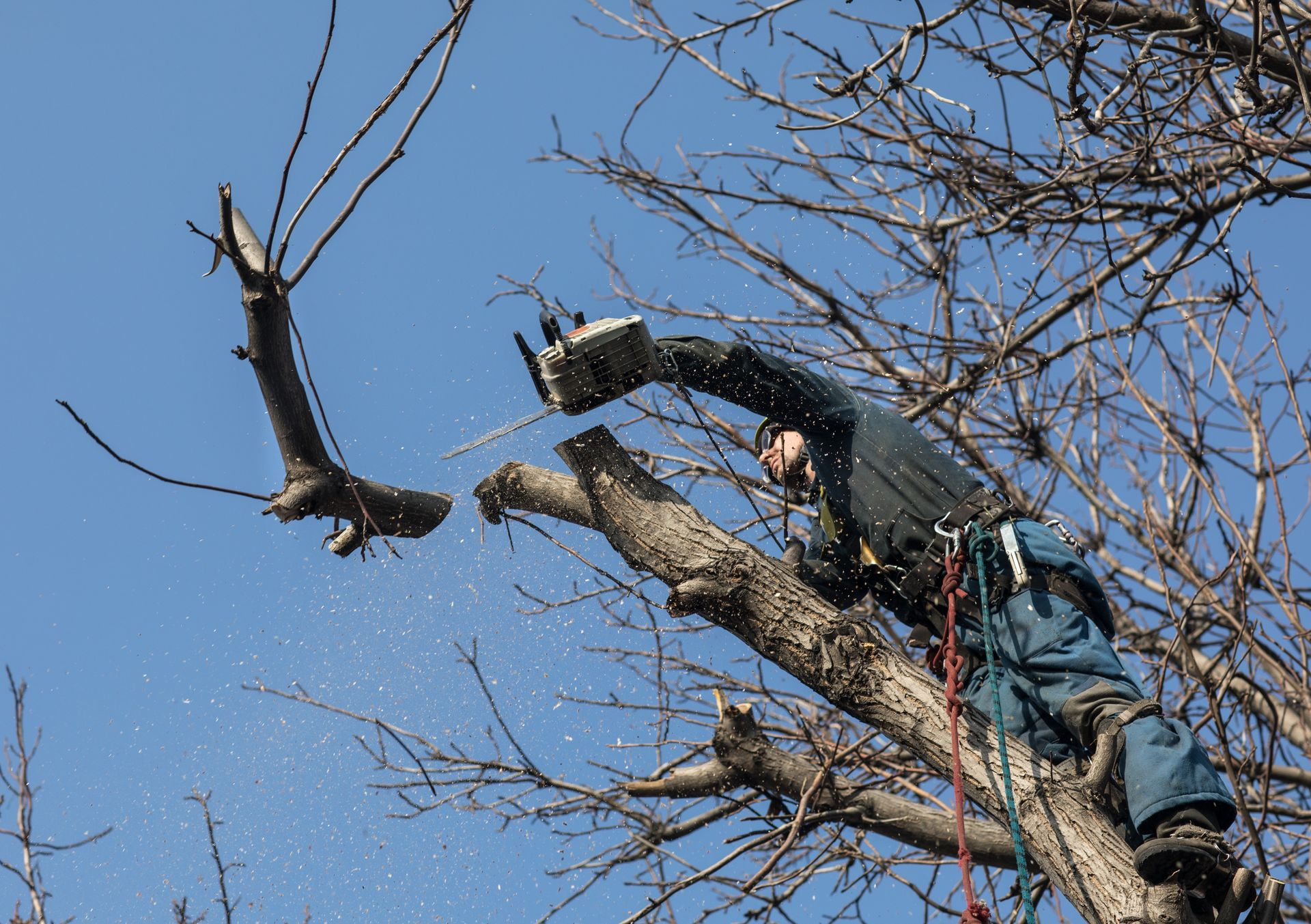 Un arboriste dans un arbre coupe une branche avec une tronçonneuse ; ciel bleu en arrière-plan.