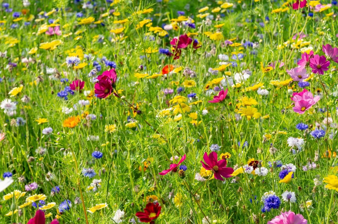 Champ de fleurs sauvages colorées en pleine floraison, comprenant des fleurs jaunes, roses et bleues, avec de l'herbe verte.
