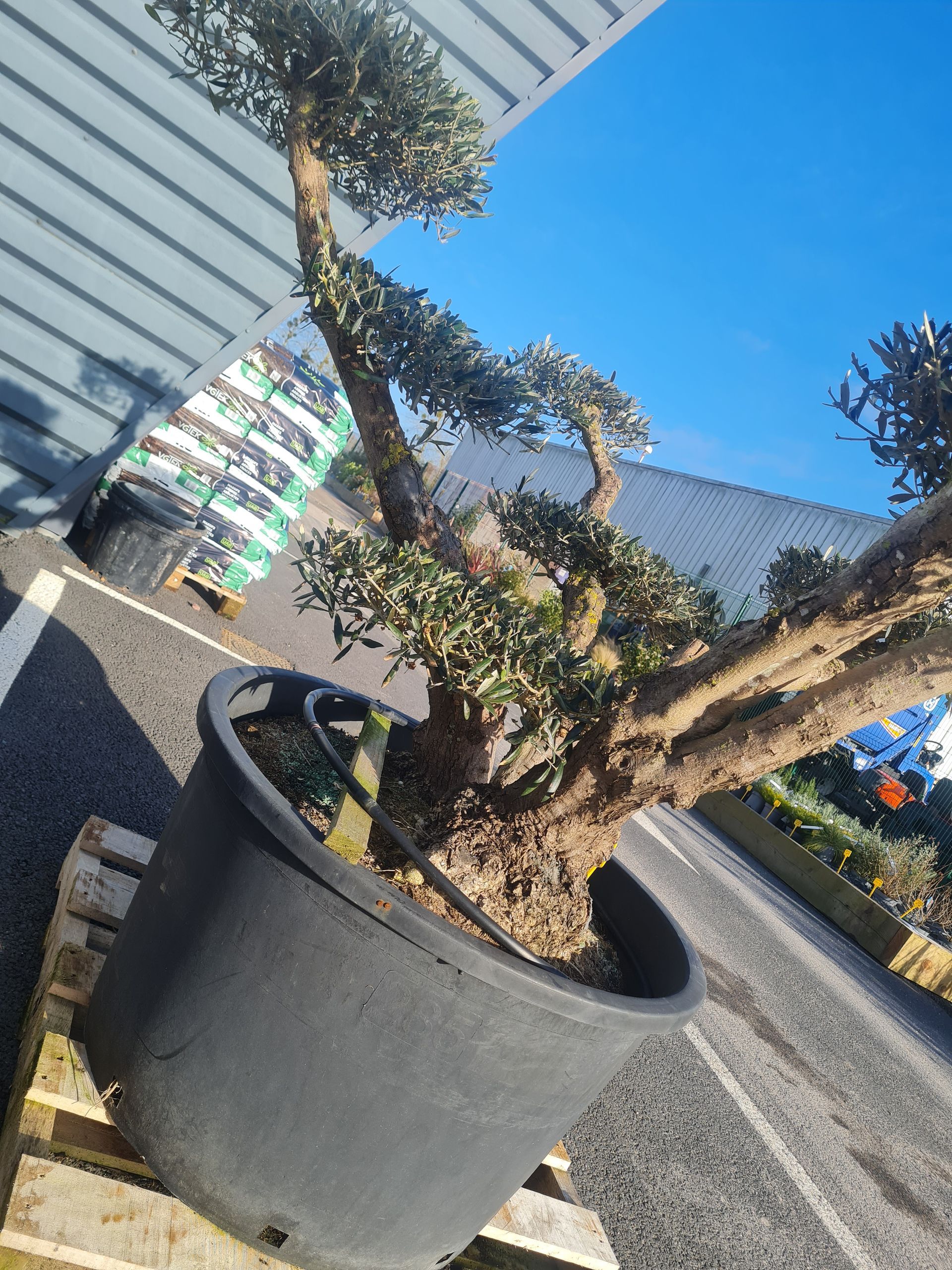 Plante en pot à vendre