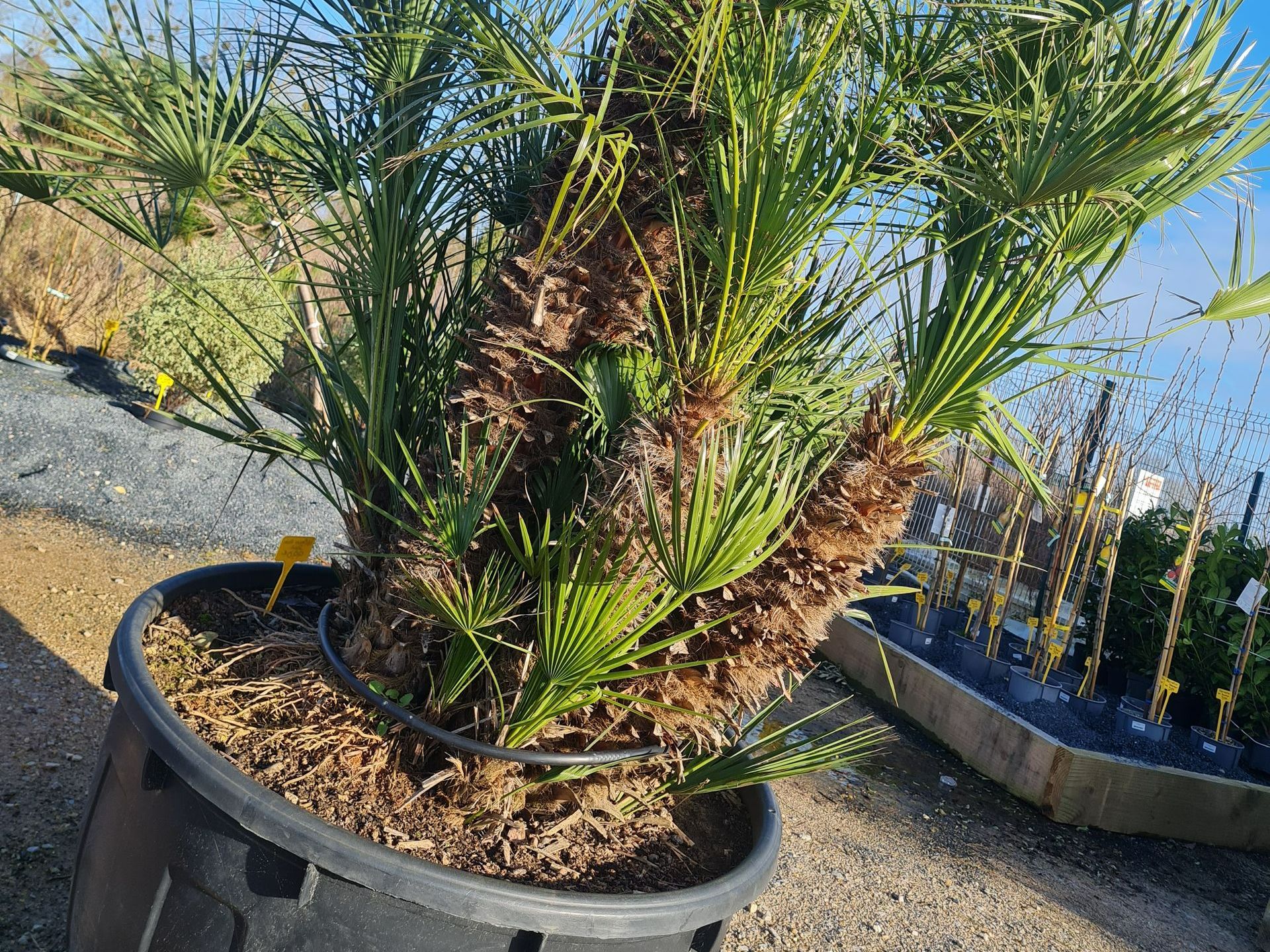 Palmier en pot noir, entouré de paillis brun. Cadre extérieur ensoleillé.